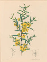 Load image into Gallery viewer, Constans, L.  Plate 52.  From "Paxton’s Flower Garden"