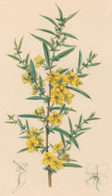 Load image into Gallery viewer, Constans, L.  Plate 52.  From "Paxton’s Flower Garden"