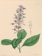 Load image into Gallery viewer, Constans, L.  Plate 53.  From "Paxton’s Flower Garden"
