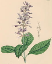 Load image into Gallery viewer, Constans, L.  Plate 53.  From "Paxton’s Flower Garden"