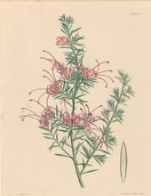 Load image into Gallery viewer, Constans, L.  Plate 56.  From "Paxton’s Flower Garden"