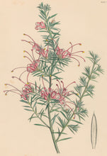 Load image into Gallery viewer, Constans, L.  Plate 56.  From "Paxton’s Flower Garden"
