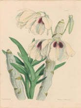 Load image into Gallery viewer, Constans, L.  &quot;White and Sanguine Dendrobe; Dendrobium Albosanguineum.&quot; Plate 57.  From &quot;Paxton’s Flower Garden&quot;
