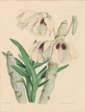 Load image into Gallery viewer, Constans, L.  "White and Sanguine Dendrobe; Dendrobium Albosanguineum." Plate 57.  From "Paxton’s Flower Garden"