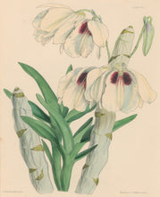Load image into Gallery viewer, Constans, L.  &quot;White and Sanguine Dendrobe; Dendrobium Albosanguineum.&quot; Plate 57.  From &quot;Paxton’s Flower Garden&quot;
