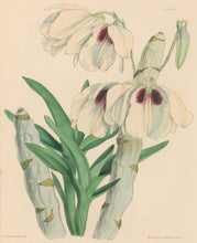 Load image into Gallery viewer, Constans, L.  "White and Sanguine Dendrobe; Dendrobium Albosanguineum." Plate 57.  From "Paxton’s Flower Garden"