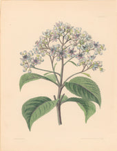 Load image into Gallery viewer, Paxton, Joseph  “The Changeable Adamia.” Plate 5.