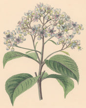 Load image into Gallery viewer, Paxton, Joseph  “The Changeable Adamia.” Plate 5.