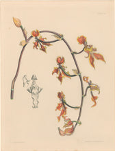 Load image into Gallery viewer, Constans, L.  &quot;Three-tongued Oncid; Oncidium Trilingue.&quot; Plate 63.  From &quot;Paxton’s Flower Garden&quot;
