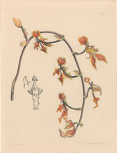Load image into Gallery viewer, Constans, L.  "Three-tongued Oncid; Oncidium Trilingue." Plate 63.  From "Paxton’s Flower Garden"