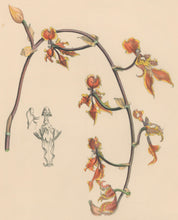 Load image into Gallery viewer, Constans, L.  "Three-tongued Oncid; Oncidium Trilingue." Plate 63.  From "Paxton’s Flower Garden"