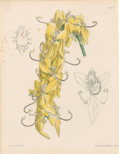 Load image into Gallery viewer, Constans, L.  &quot;Golden Swan-Orchis; Cycnoches Aureum.&quot; Plate 75.  From &quot;Paxton’s Flower Garden&quot;
