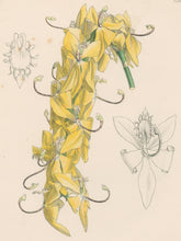 Load image into Gallery viewer, Constans, L.  &quot;Golden Swan-Orchis; Cycnoches Aureum.&quot; Plate 75.  From &quot;Paxton’s Flower Garden&quot;
