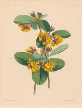 Load image into Gallery viewer, Constans, L.  Plate 85.  From "Paxton’s Flower Garden"