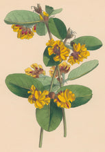 Load image into Gallery viewer, Constans, L.  Plate 85.  From "Paxton’s Flower Garden"
