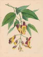 Load image into Gallery viewer, Constans, L.  Plate 88.  From "Paxton’s Flower Garden"