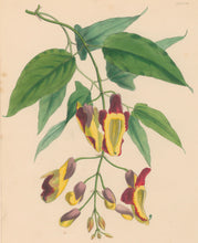 Load image into Gallery viewer, Constans, L.  Plate 88.  From "Paxton’s Flower Garden"