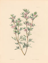 Load image into Gallery viewer, Constans, L.  Plate 8.  From "Paxton’s Flower Garden"