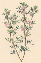 Load image into Gallery viewer, Constans, L.  Plate 8.  From "Paxton’s Flower Garden"
