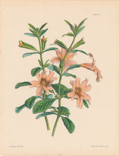 Load image into Gallery viewer, Paxton, Joseph  “Large Flowered Glutinous Diplacus.” Plate 92.
