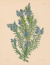Load image into Gallery viewer, Constans, L.  Plate 95.  From "Paxton’s Flower Garden"