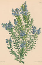 Load image into Gallery viewer, Constans, L.  Plate 95.  From "Paxton’s Flower Garden"