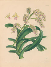 Load image into Gallery viewer, Constans, L.  "Thick-leaved Cleisostome; Cleisostoma Crassifolium." Plate 99.  From "Paxton’s Flower Garden"