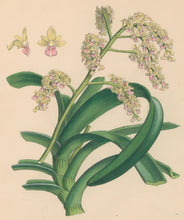 Load image into Gallery viewer, Constans, L.  "Thick-leaved Cleisostome; Cleisostoma Crassifolium." Plate 99.  From "Paxton’s Flower Garden"