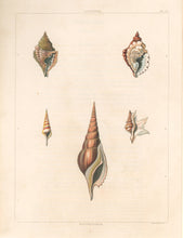 Load image into Gallery viewer, Clarke, John  “Distorta; Rostellaria.”  Plate 10.