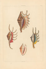 Load image into Gallery viewer, Clarke, John “Strombus.” Plate 13.