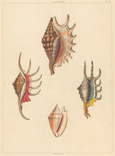 Load image into Gallery viewer, Clarke, John “Strombus.” Plate 13.