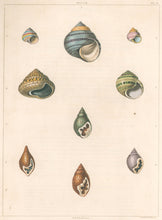 Load image into Gallery viewer, Clarke, John  “Helix; Strigula.”  Plate 15.
