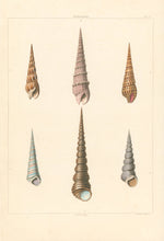 Load image into Gallery viewer, Clarke, John  “Terebra; Aculea.”  Plate 16.