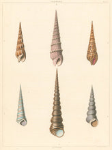 Load image into Gallery viewer, Clarke, John  “Terebra; Aculea.”  Plate 16.