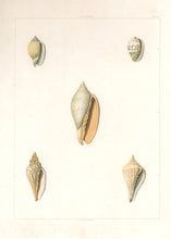 Load image into Gallery viewer, Clarke, John  “Voluta.”  Plate 17.