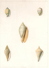Load image into Gallery viewer, Clarke, John  “Voluta.”  Plate 17.