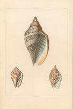 Load image into Gallery viewer, Clarke, John “Voluta.” Plate 18.