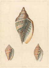 Load image into Gallery viewer, Clarke, John “Voluta.” Plate 18.