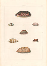 Load image into Gallery viewer, Clarke, John  “Cypraea.”  Plate 20.