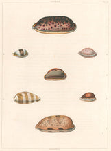 Load image into Gallery viewer, Clarke, John  “Cypraea.”  Plate 20.