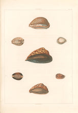 Load image into Gallery viewer, Clarke, John  “Cypraea.”  Plate 21.