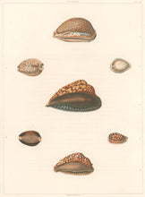 Load image into Gallery viewer, Clarke, John  “Cypraea.”  Plate 21.