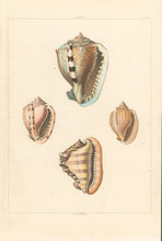 Load image into Gallery viewer, Clarke, John “Cassis.” Plate 33.