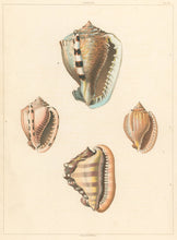 Load image into Gallery viewer, Clarke, John “Cassis.” Plate 33.