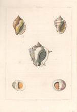 Load image into Gallery viewer, Clarke, John “Cassidea; Nerites.” Plate 34.