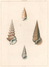 Load image into Gallery viewer, Clarke, John  “Cerithium.”  Plate 35.