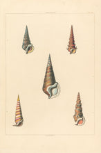 Load image into Gallery viewer, Clarke, John  “Cerithium.”  Plate 36.
