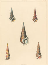 Load image into Gallery viewer, Clarke, John  “Cerithium.”  Plate 36.