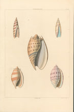 Load image into Gallery viewer, Clarke, John “Terebellum; Cymbium.” Plate 37.
