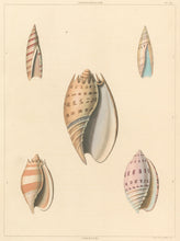 Load image into Gallery viewer, Clarke, John “Terebellum; Cymbium.” Plate 37.